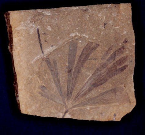 Ginkgoites FossilPlantscom presented by EXTINCTIONS Inc