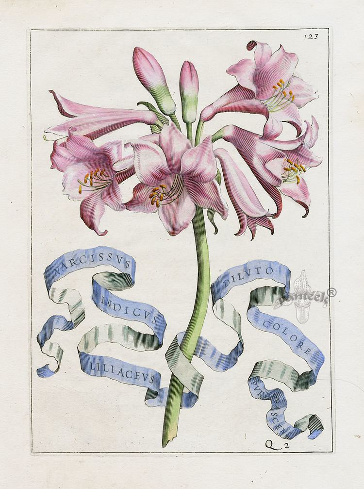 Giovanni Baptista Ferrari Narcissus inidcus liliaceus dilvto colore by Giovanni Battista