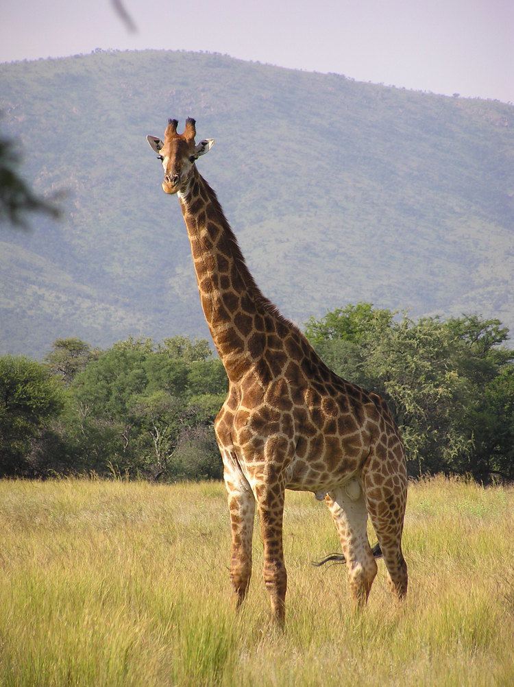 Giraffe httpsuploadwikimediaorgwikipediacommons99