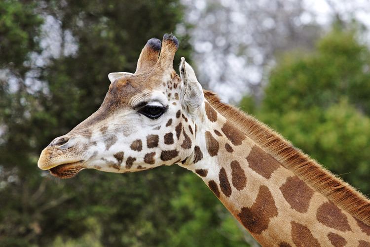 Giraffe Giraffe Wikipedia