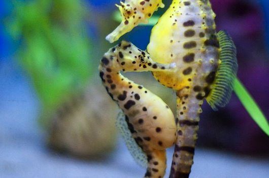 Giraffe seahorse httpssmediacacheak0pinimgcom736x532cd0
