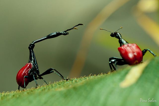 Giraffe weevil The Remarkable Giraffe Weevil of Madagascar The Ark In Space