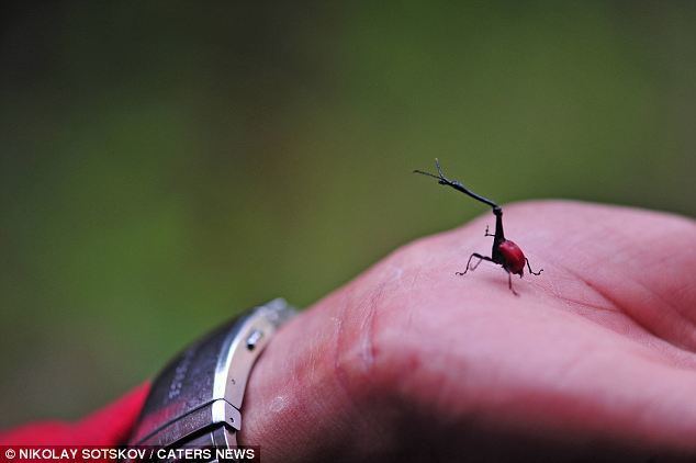 Giraffe weevil No it39s not the latest scifi monster to hit the screens the