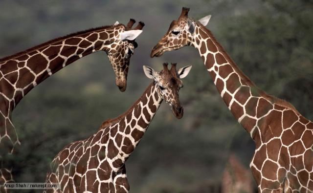 Giraffidae BBC Nature Giraffes and okapis videos news and facts