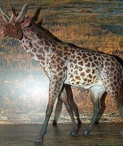 Giraffoidea httpsuploadwikimediaorgwikipediacommonsthu