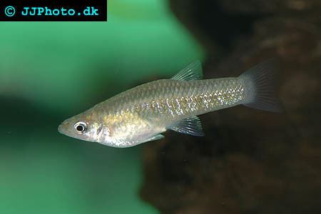 Girardinus badmanstropicalfishcomFishFreshwaterlivebearer