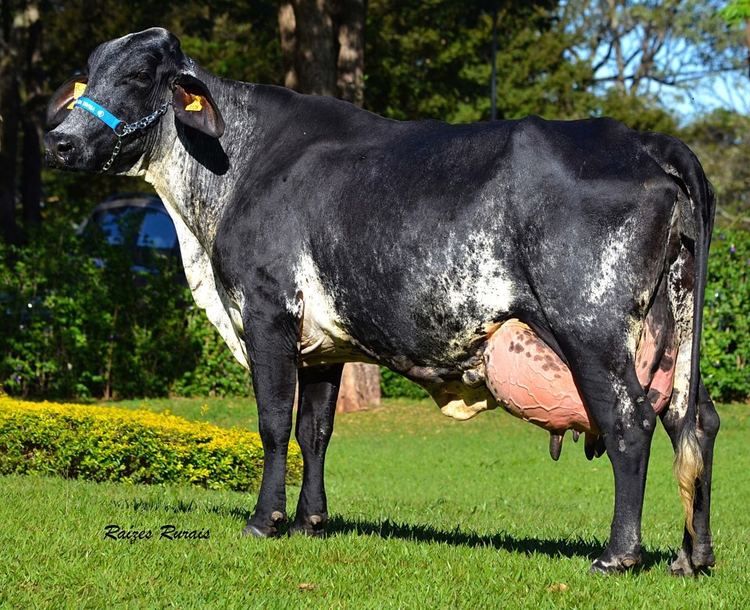 Girolando cattle | milk production