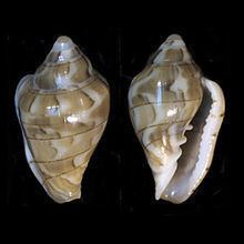 Glabella (gastropod) httpsuploadwikimediaorgwikipediacommonsthu