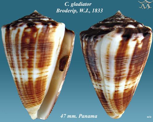 Gladioconus