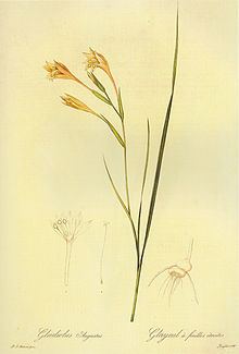 Gladiolus angustus httpsuploadwikimediaorgwikipediacommonsthu