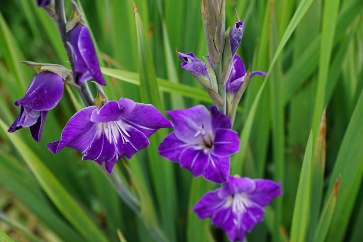 Gladiolus Gladiolus How to Plant Grow and Care for Gladiolus The Old