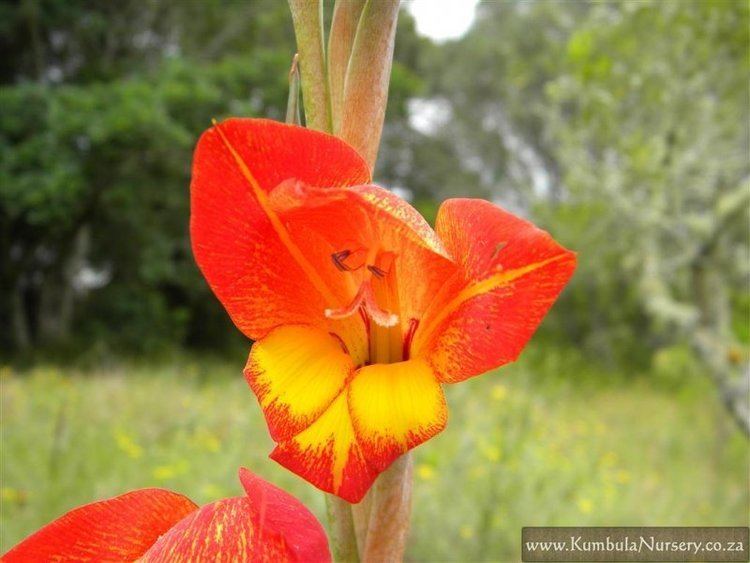 Gladiolus dalenii Gladiolus dalenii previously Gladiolus psittacinus Kumbula