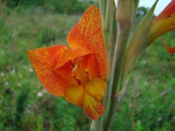 Gladiolus dalenii Gladiolus dalenii