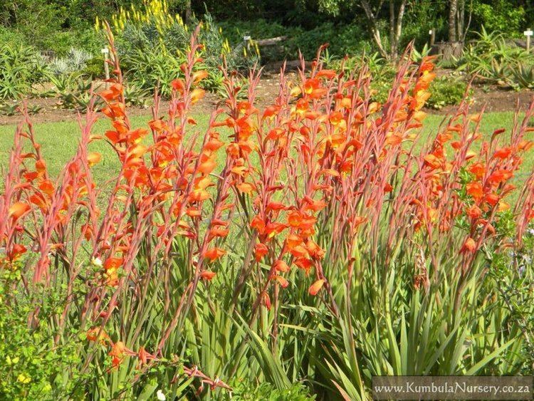 Gladiolus dalenii Gladiolus dalenii previously Gladiolus psittacinus Kumbula