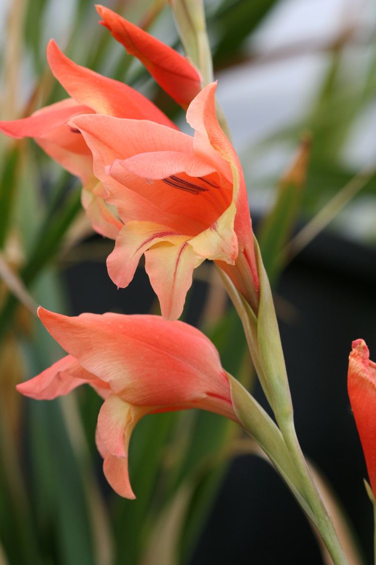 Gladiolus dalenii Gladiolus dalenii Images Useful Tropical Plants