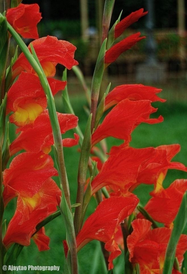 Gladiolus dalenii Botanical name Gladiolus dalenii natalensis Ajaytao Botanical