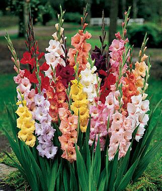 Gladiolus Gladiolus Bulbs Colorful Cut Annual Flowers at Burpeecom
