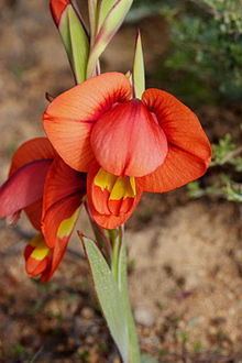 Gladiolus equitans httpsuploadwikimediaorgwikipediacommonsthu