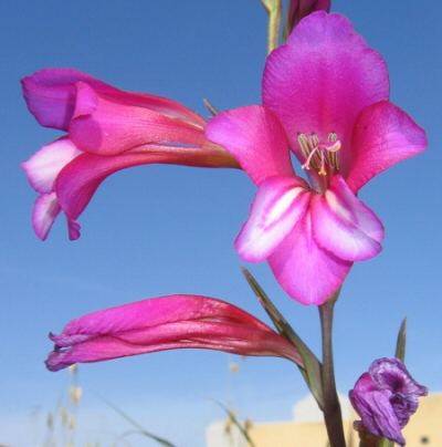 Gladiolus italicus wwwmaltawildplantscomIRIDPicsGLDITGLDITGlad