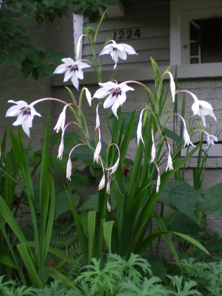 Gladiolus murielae Plant of the Week Gladiolus murielae Garden Resources and Trends