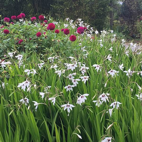 Gladiolus murielae Buy Abyssinian gladiolus syn acidanthera or callianthus Gladiolus