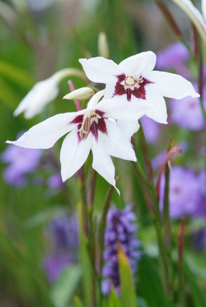 Gladiolus murielae Buy Abyssinian gladiolus syn acidanthera or callianthus Gladiolus