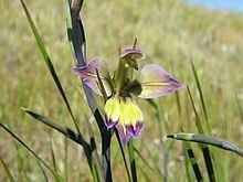 Gladiolus orchidiflorus httpsuploadwikimediaorgwikipediacommonsthu