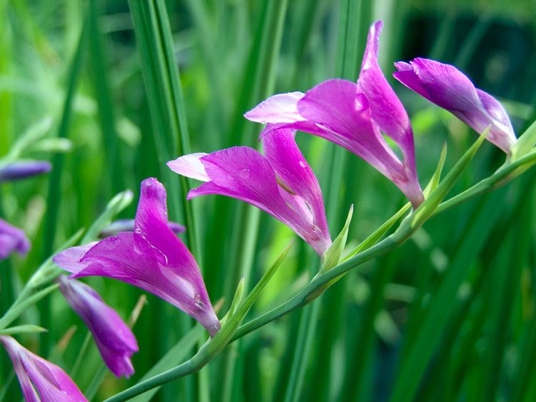 Gladiolus palustris Gladiolus palustris liliumaquae en