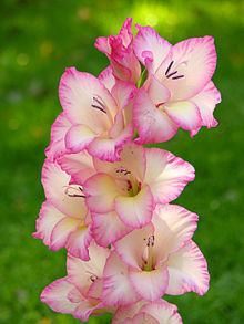 Gladiolus 'Priscilla' httpsuploadwikimediaorgwikipediacommonsthu