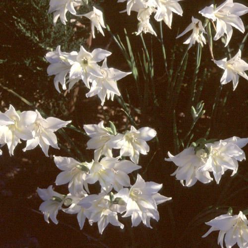 Gladiolus tristis wwwplantworldseedscomimagesseedimagesGLADI