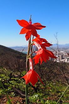 Gladiolus watsonius httpsuploadwikimediaorgwikipediacommonsthu