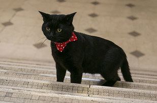 Gladstone (cat) Now The Treasury Has Got A Cat And He39s Called Gladstone BuzzFeed News