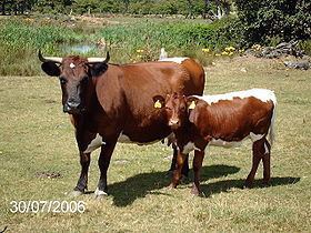 Glamorgan cattle httpsuploadwikimediaorgwikipediacommonsthu