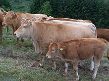 Glan cattle httpsuploadwikimediaorgwikipediacommonsthu