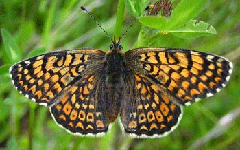 Glanville fritillary Fiona Mountain Lady of the Butterflies