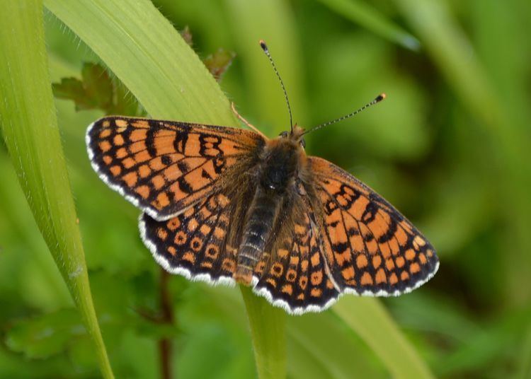 Glanville fritillary 2015 British butterflies 8 Glanville Fritillary at Hutchinson39s