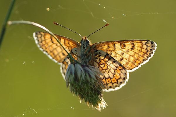 Glanville fritillary British Butterflies A Photographic Guide by Steven Cheshire