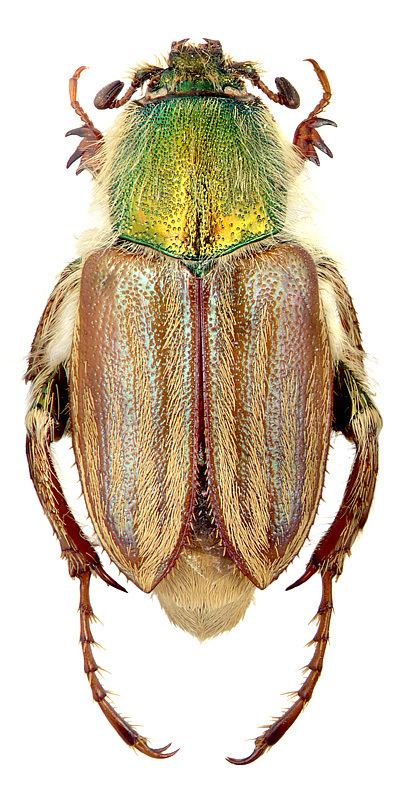 Glaphyridae Glaphyrus oxypterus Pallas 1771 Glaphyridae