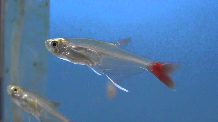 Glass bloodfin tetra GLASS BLOODFIN TETRA Prionobrama filigera FOR SALE AT TYNE VALLEY