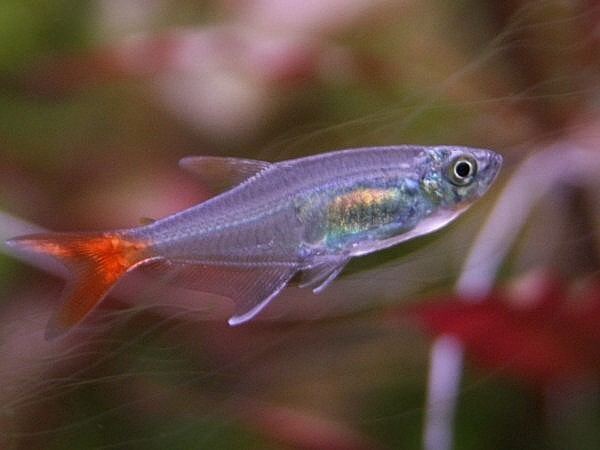 Glass bloodfin tetra Glass Bloodfin Tetra Keeping Tropical Fish