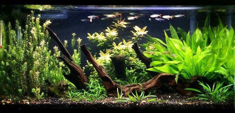 Glass bloodfin tetra Overstocked Filigree Glass Bloodfin Tetras YouTube