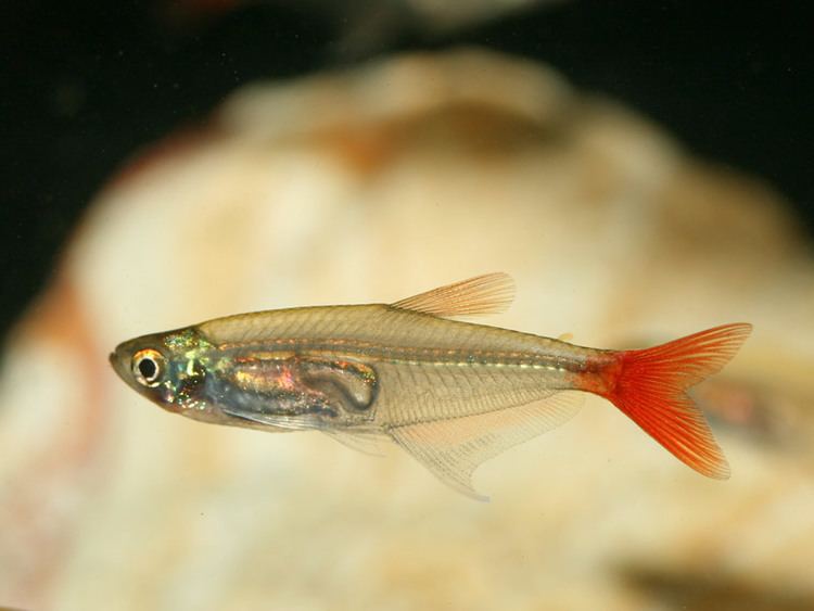 Glass bloodfin tetra Glass Bloodfin Tetra INDONESIAN TROPICAL FISHINDONESIA ORNAMENTAL