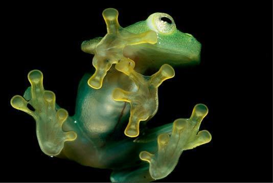 Glass frog - Wikipedia