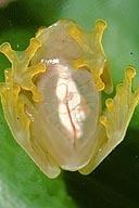Glass frog amphibiaweborglistsfaminfoimagescentrolenidaejpg