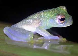 Glass frog Glass Frogs The Seethrough Frogs Animal Pictures and Facts