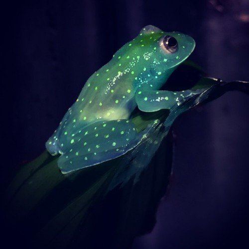 Glass frog Glass Frog Looks Like a Glowing Constellation in the Rainforest