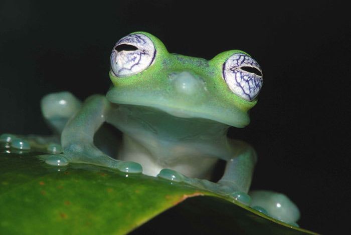 Glass frog The Glass Frog SiOWfa15 Science in Our World Certainty and