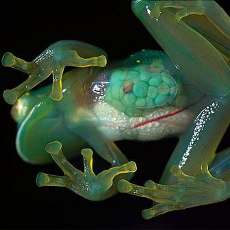 Glass frog Glass frogs the beautiful transparent frogs from the amazon