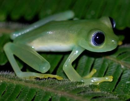 Glass frog Glass Frogs The Seethrough Frogs Animal Pictures and Facts