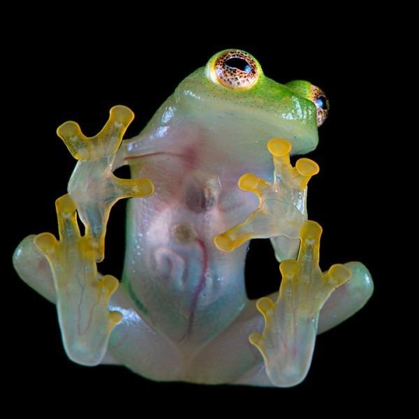 Glass frog Glass Frog UNUSUAL ANIMALS